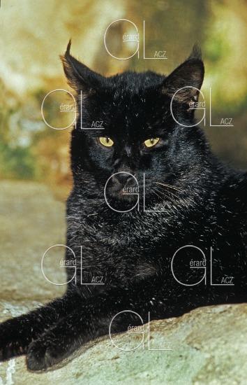 Chat des Marais ou Chat Chaus ou Chat de Jungle, felis chaus, Forme Melanique 