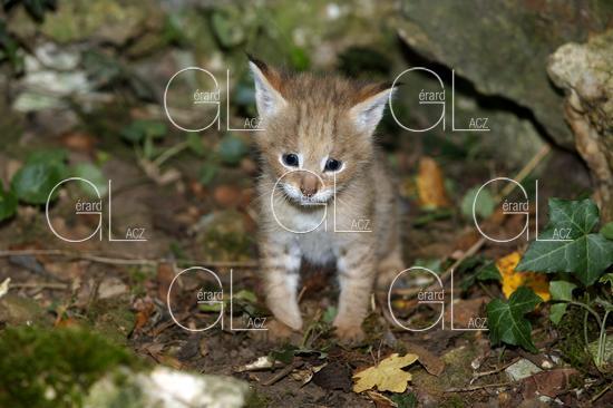 Jeune Chat des Marais ou Chat Chaus ou Chat de Jungle, felis chaus 