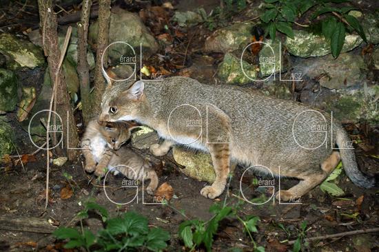 Chat des Marais ou Chat Chaus ou Chat de Jungle, Femelle qui Transporte son Petit 