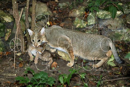 Chat des Marais ou Chat Chaus ou Chat de Jungle, felis chaus, Femelle transportant son Petit dans la Gueule 
