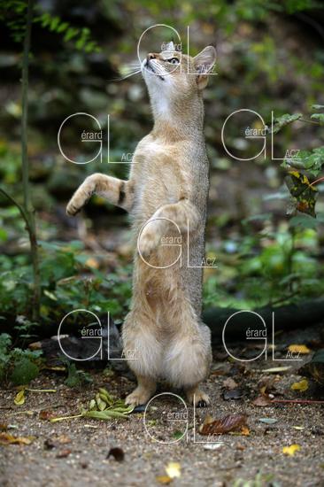 Chat des Marais ou Chat Chaus ou Chat de Jungle, felis chaus 