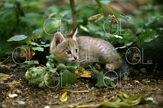 Jeune Chat des Marais ou Chat Chaus ou Chat de Jungle, felis chaus 