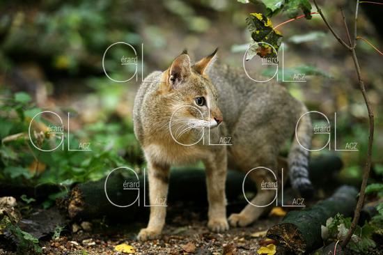 Chat des Marais ou Chat Chaus ou Chat de Jungle, felis chaus 