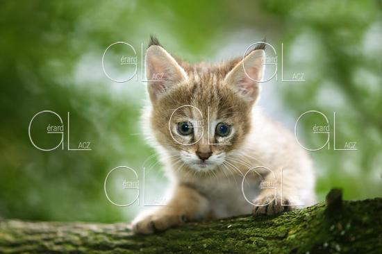 Chat des Marais ou Chat Chaus ou Chat de Jungle, Chaton sur une Branche 