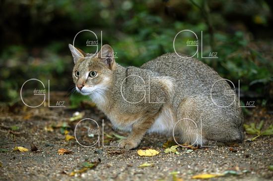 Chat des Marais ou Chat Chaus ou Chat de Jungle, felis chaus, Femelle 