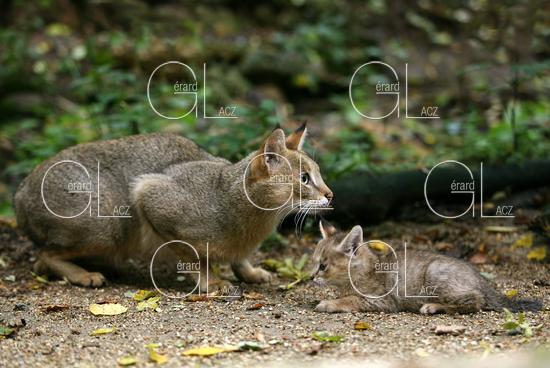 Chat des Marais ou Chat Chaus ou Chat de Jungle, felis chaus, Femelle et son Petit 