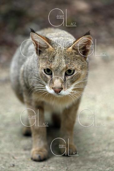 Chat des Marais ou Chat Chaus ou Chat de Jungle, Adulte 