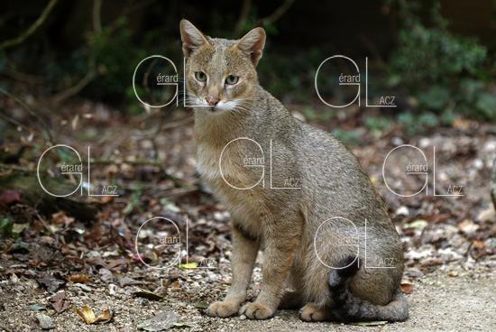 Chat des Marais ou Chat Chaus ou Chat de Jungle, felis chaus, Femelle 