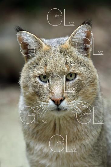Chat des Marais ou Chat Chaus ou Chat de Jungle, felis chaus, Portrait d'un Adulte 