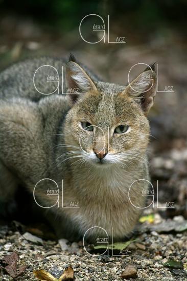 Chat des Marais ou Chat Chaus ou Chat de Jungle, Adulte 
