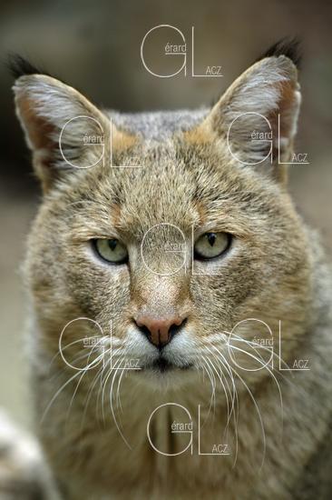 Chat des Marais ou Chat Chaus ou Chat de Jungle, felis chaus, Portrait d'un Male 