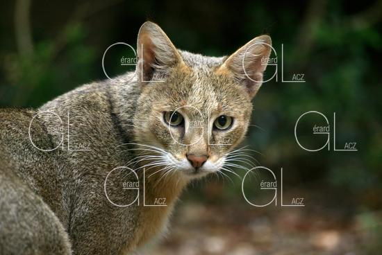 Chat des Marais ou Chat Chaus ou Chat de Jungle, felis chaus, Portrait d'un Adulte 