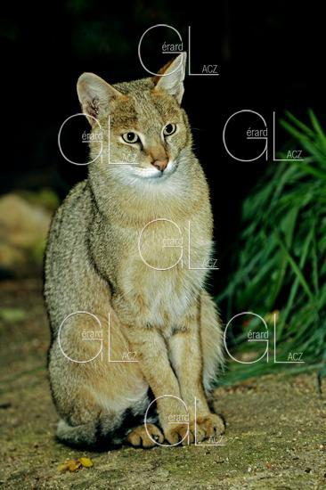 Chat des Marais ou Chat Chaus ou Chat de Jungle, felis chaus 