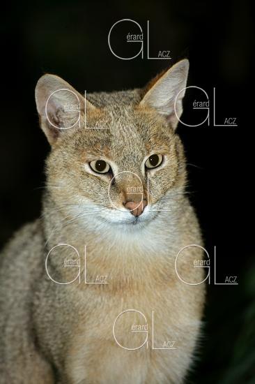 CHAT DES MARAIS OU CHAT CHAUS OU CHAT DE JUNGLE felis chaus, PORTRAIT D'ADULTE 