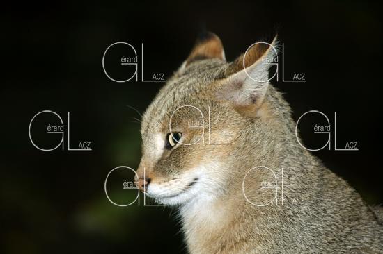 Chat des Marais ou Chat Chaus ou Chat de Jungle, felis chaus 