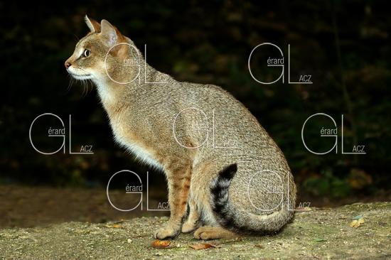 CHAT DES MARAIS OU CHAT CHAUS OU CHAT DE JUNGLE felis chaus, ADULTE 