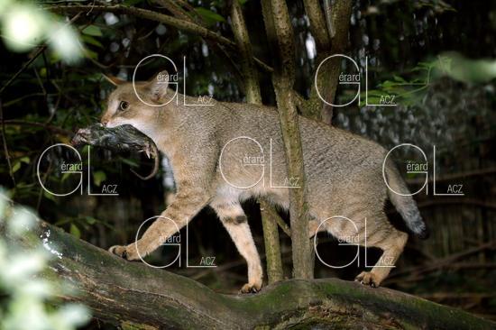 Chat des Marais ou Chat Chaus ou Chat de Jungle, felis chaus avec un Rat dans la Gueule 