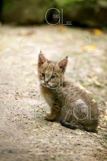 Bebe Chat des Marais ou Chat Chaus ou Chat de Jungle, felis chaus 