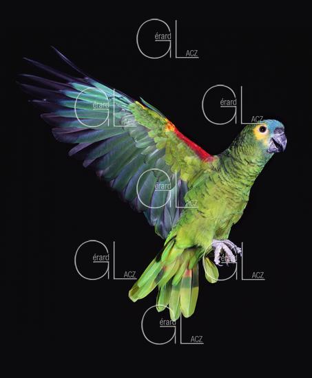 Amazone à Front Bleu