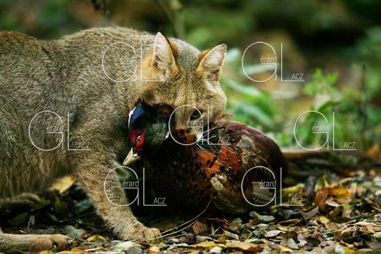 Chat des Marais ou Chat Chaus ou Chat de Jungle, felis chaus capturant un Faisan 