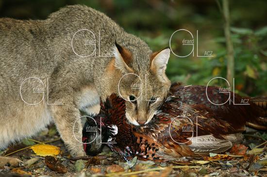 CHAT DES MARAIS OU CHAT CHAUS OU CHAT DE JUNGLE felis chaus, ADULTE TUANT UN FAISAN DE COLCHIDE 