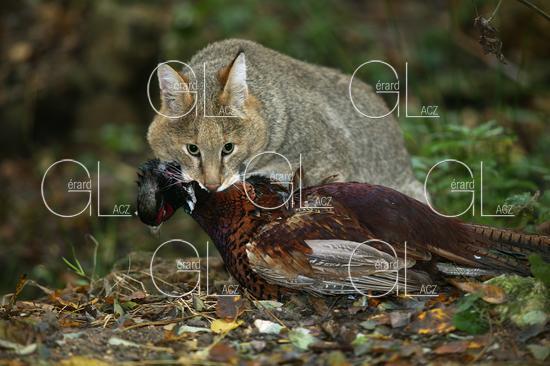 Chat des Marais ou Chat Chaus ou Chat de Jungle, felis chaus capturant un Faisan 