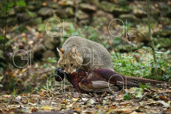 CHAT DES MARAIS OU CHAT CHAUS OU CHAT DE JUNGLE felis chaus, ADULTE QUI TUE UN FAISAN DE COLCHIDE phasianus colchicus 