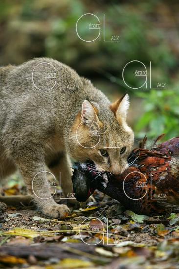 Chat des Marais ou Chat Chaus ou Chat de Jungle, felis chaus capturant un Faisan 