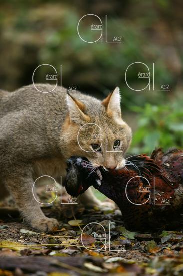 CHAT DES MARAIS OU CHAT CHAUS OU CHAT DE JUNGLE felis chaus, ADULTE TUANT UN FAISAN DE COLCHIDE 
