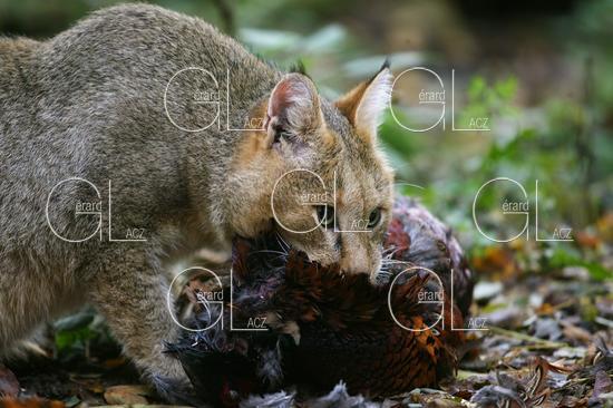 Chat des Marais ou Chat Chaus ou Chat de Jungle, felis chaus capturant un Faisan 