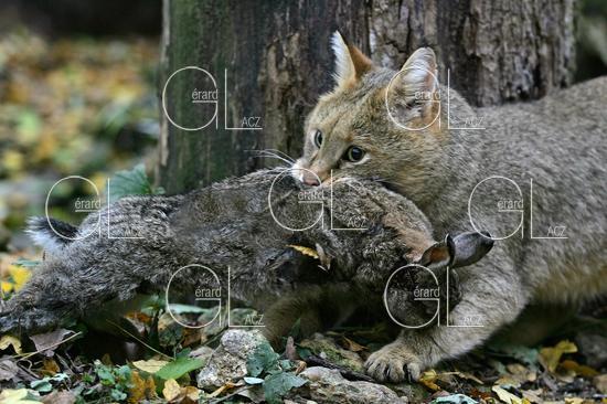 Chat des Marais ou Chat Chaus ou Chat de Jungle, felis chaus capturant un Lapin 
