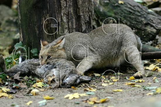 Chat des Marais ou Chat Chauss ou Chat de Jungle, felis chaus tuant un Lapin 
