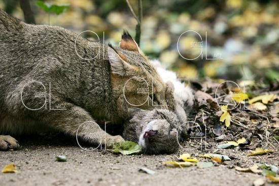 Chat des Marais ou Chat Chaus ou Chat de Jungle, Adulte avec un Lapin dans la Gueule 