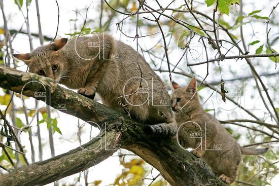 Chat des Marais ou Chat Chauss ou Chat de Jungle, felis chaus, Femelle et son Petit 