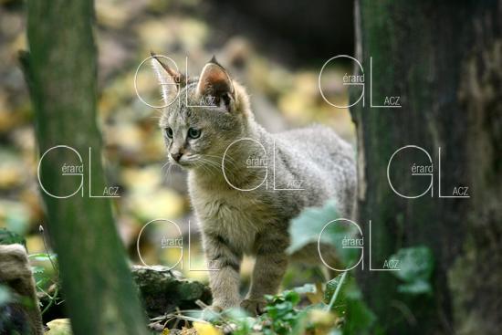 Chat des Marais ou Chat Chaus ou Chat de Jungle, Chaton 