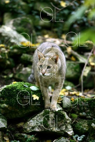 Chat des Marais ou Chat Chauss ou Chat de Jungle, felis chaus 