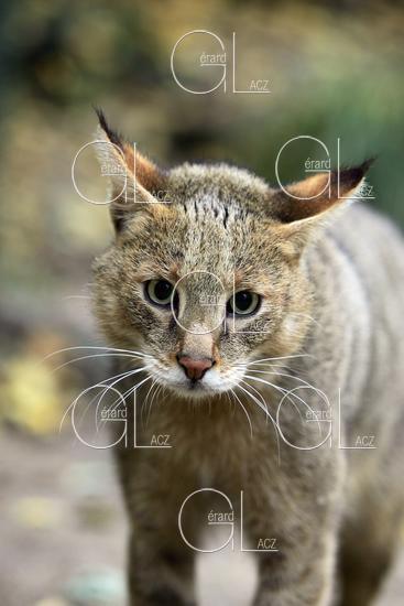 Chat des Marais ou Chat Chaus ou Chat de Jungle, Portrait d'un Adulte 