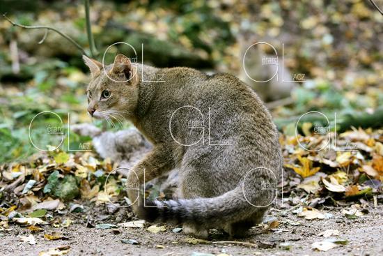 Chat des Marais ou Chat Chauss ou Chat de Jungle, felis chaus 