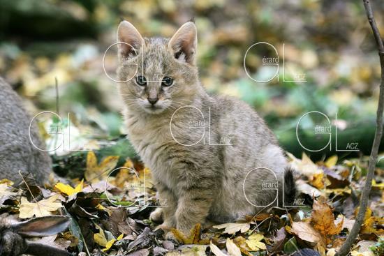 Chat des Marais ou Chat Chaus ou Chat de Jungle, Chaton 