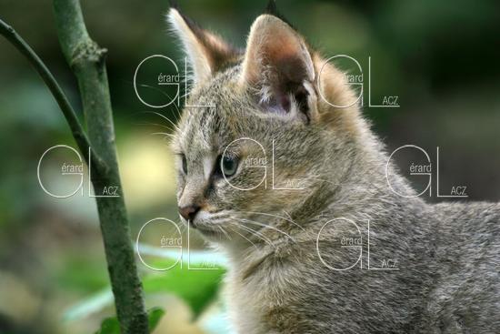 Chat des Marais ou Chat Chauss ou Chat de Jungle, felis chaus, Portrait d'un Jeune 