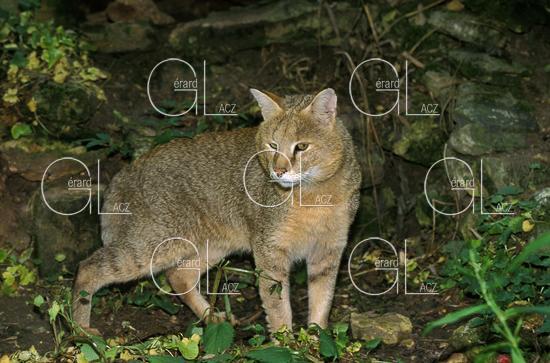 Chat des Marais ou Chat Chauss ou Chat de Jungle, felis chaus 