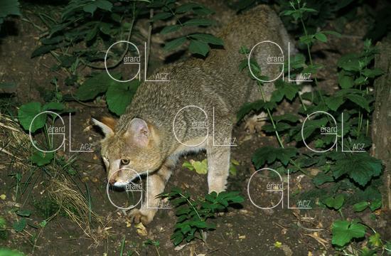 Chat des Marais ou Chat Chaus ou Chat de Jungle, felis chaus, Adulte 