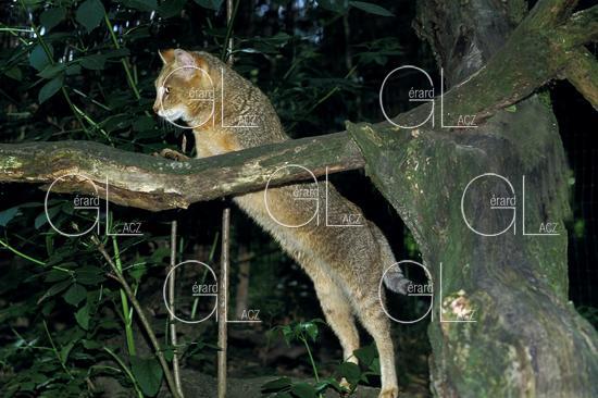Chat des Marais ou Chat Chauss ou Chat de Jungle, felis chaus 