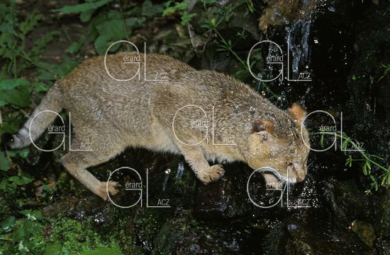 Chat des Marais ou Chat Chaus ou Chat de Jungle, felis chaus, Adulte qui Traverse un Cours d'Eau 
