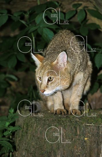 Chat des Marais ou Chat Chauss ou Chat de Jungle, felis chaus 