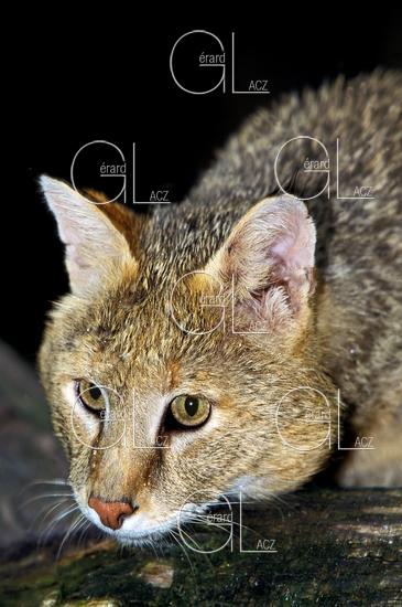 Chat des Marais ou Chat Chaus ou Chat de Jungle, felis chaus, Portrait d'un Adulte 