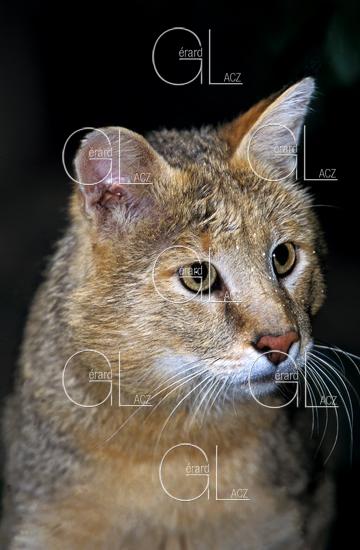 Chat des Marais ou Chat Chaus ou Chat de Jungle, felis chaus, Portrait d'un Adulte 