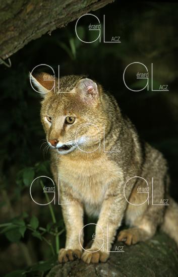 Chat des Marais ou Chat Chauss ou Chat de Jungle, felis chaus 