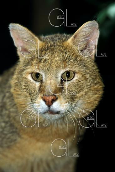 Chat des Marais ou Chat Chaus ou Chat de Jungle, felis chaus, Portrait d'un Adulte 