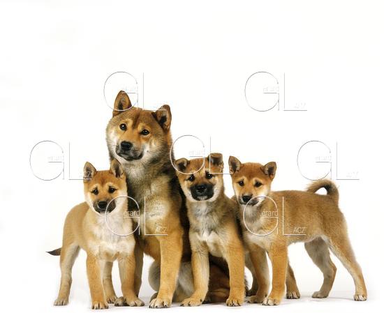 Shiba Inu